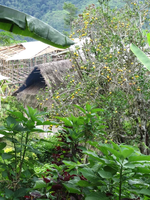 Old house & construction