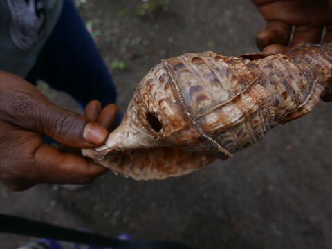 Shell